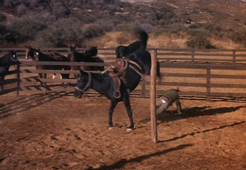 The Hayburner - split pant.JPG