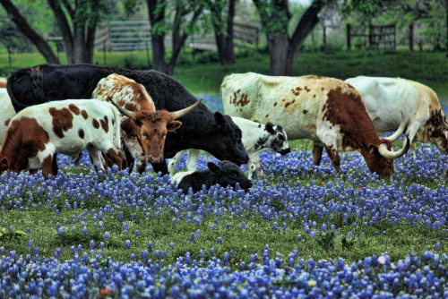 bluebonnets with cows.jpg