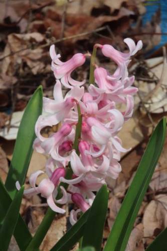 HYacinth 2026 04 19 3.jpeg