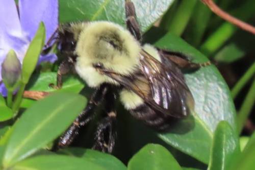 bee (bumble) 2026 04 19 .jpeg